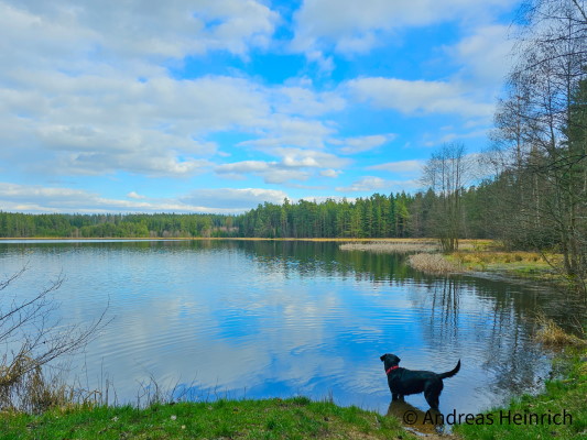 Waldseen laden zum Spazieren und Baden ein