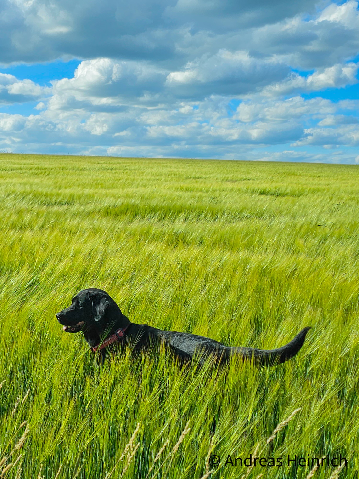 Auf vielen Wegen dem Hund auch Freiraum zu geben