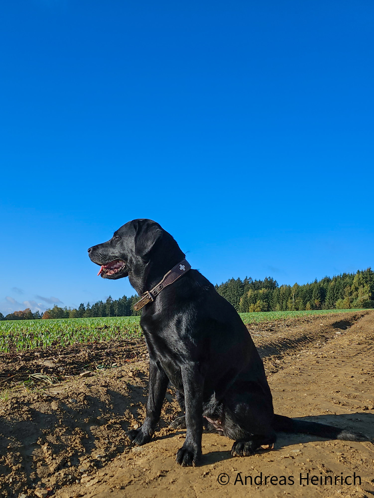 Entlag der Felder mit dem Hund spazierengehen