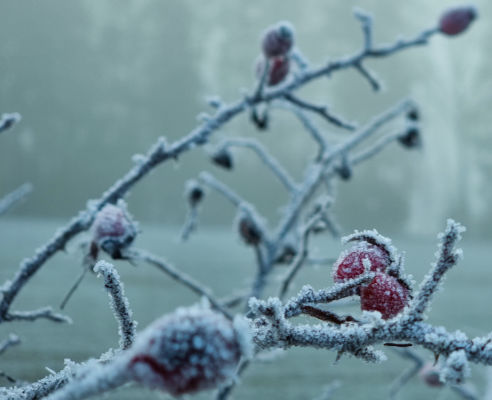 Winterliche Eisblumen