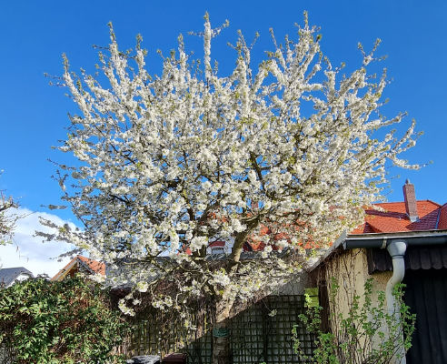 Kirschbaumblüte im Rosengarten