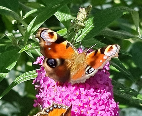 Schmetterlingsflieder im Rosengarten